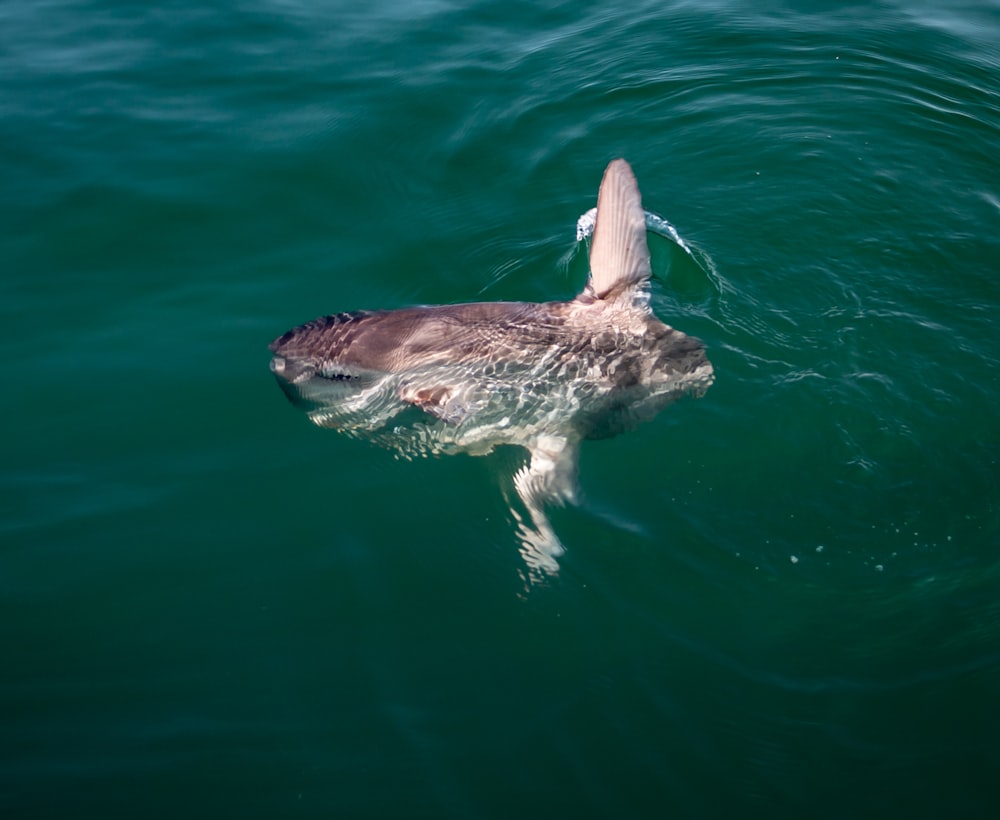 Ein Delfin schwimmt in einem Gewässer