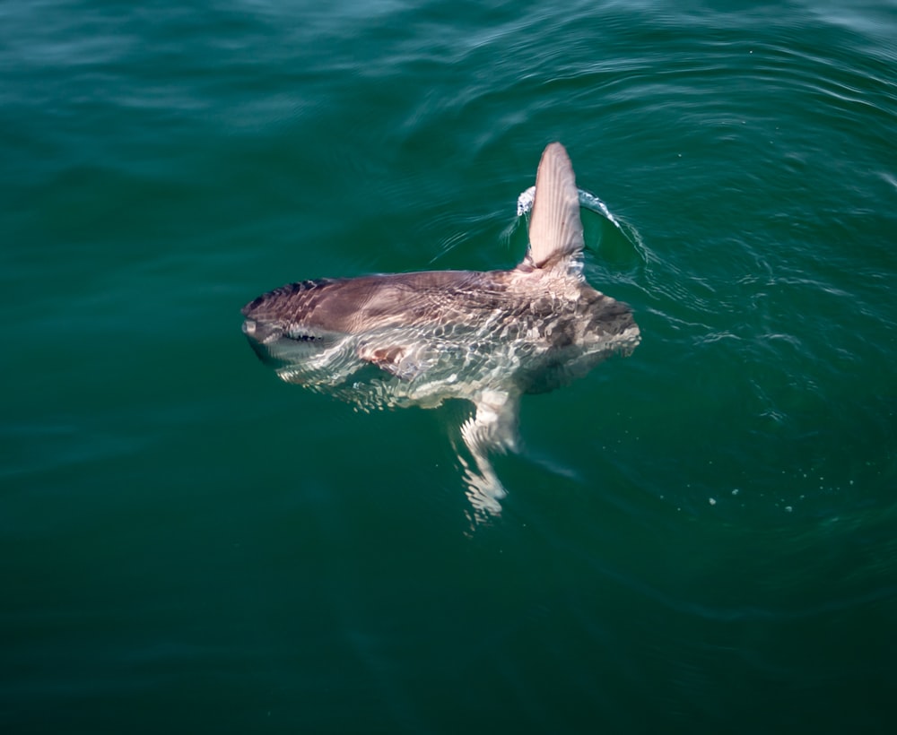 a dolphin swimming in a body of water