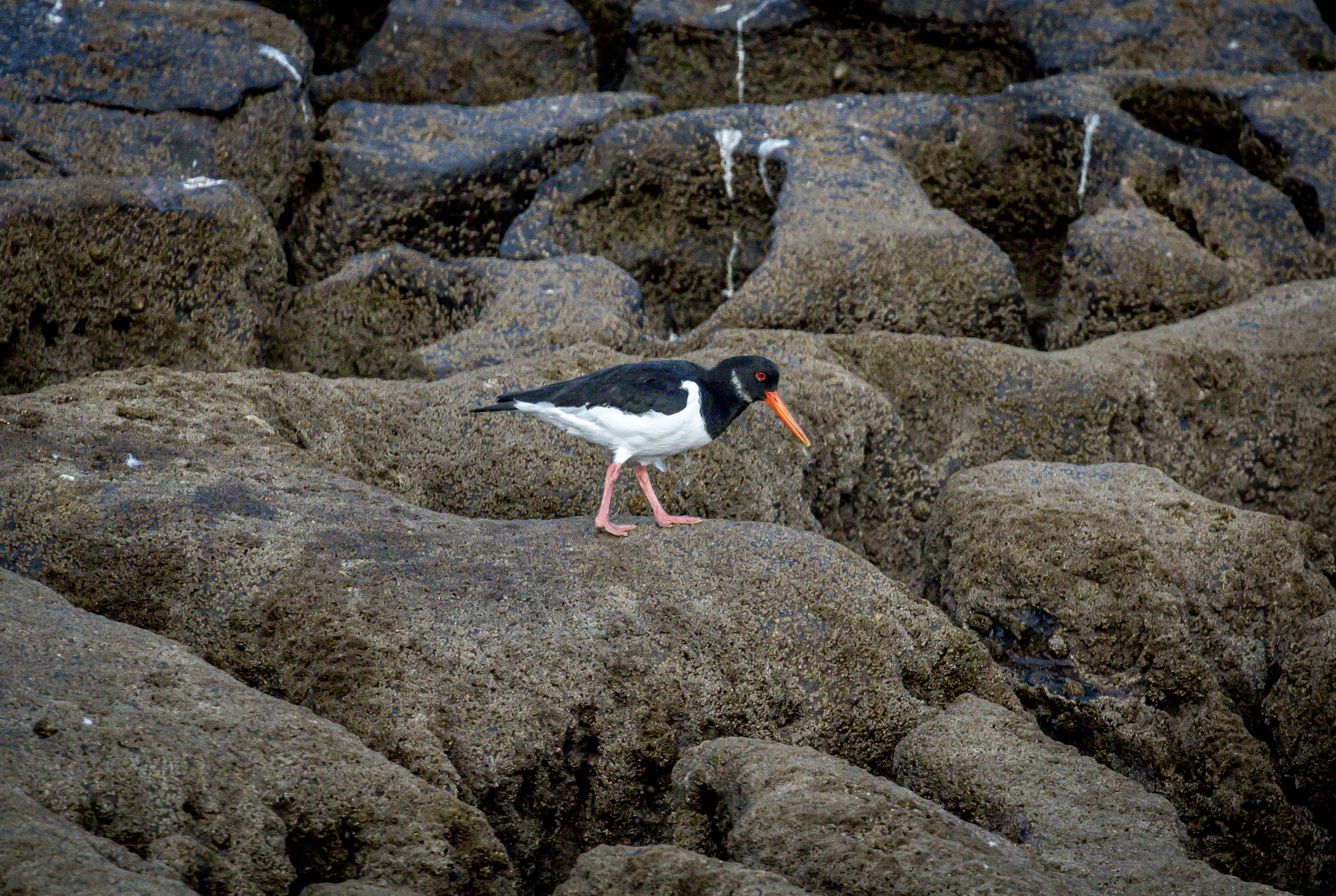 Photo by raymondo600