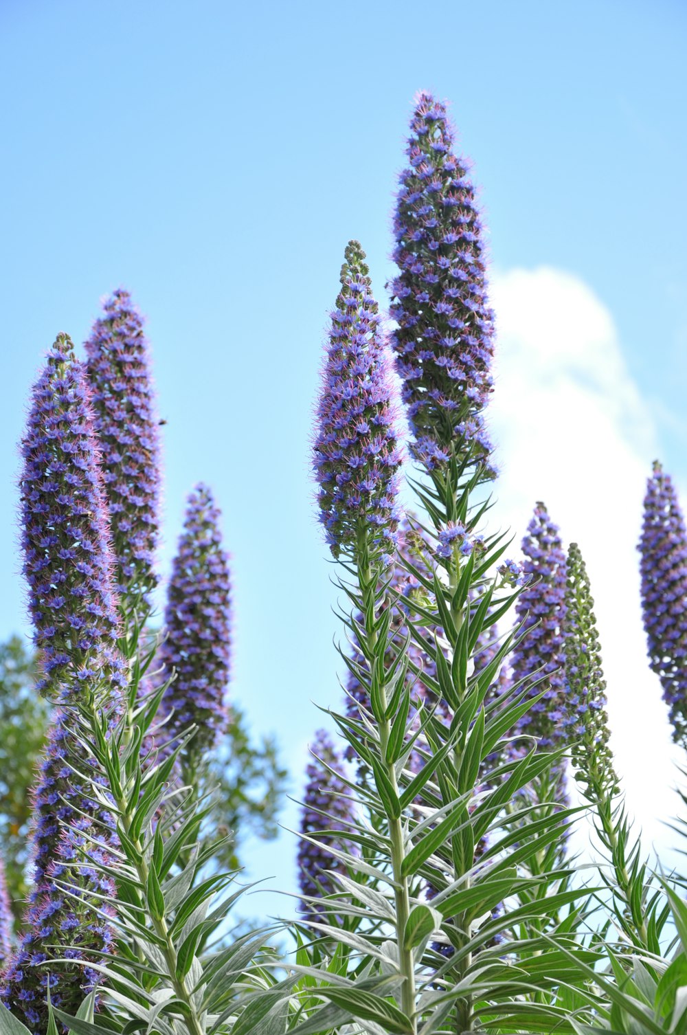 a bunch of purple flowers that are in the grass