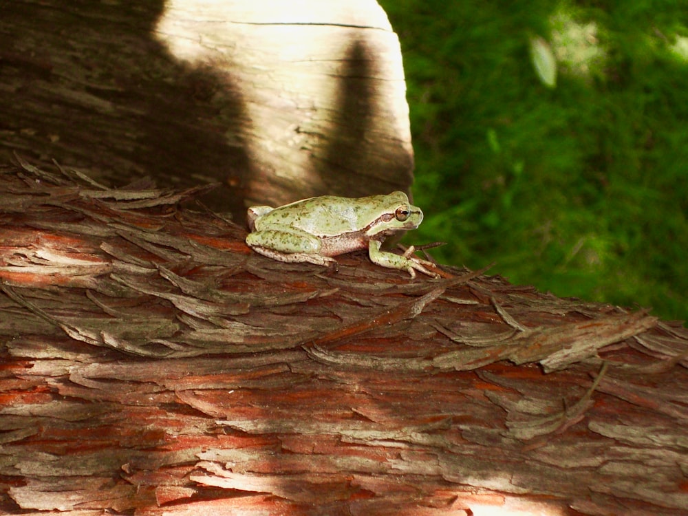 a frog sitting on top of a tree branch