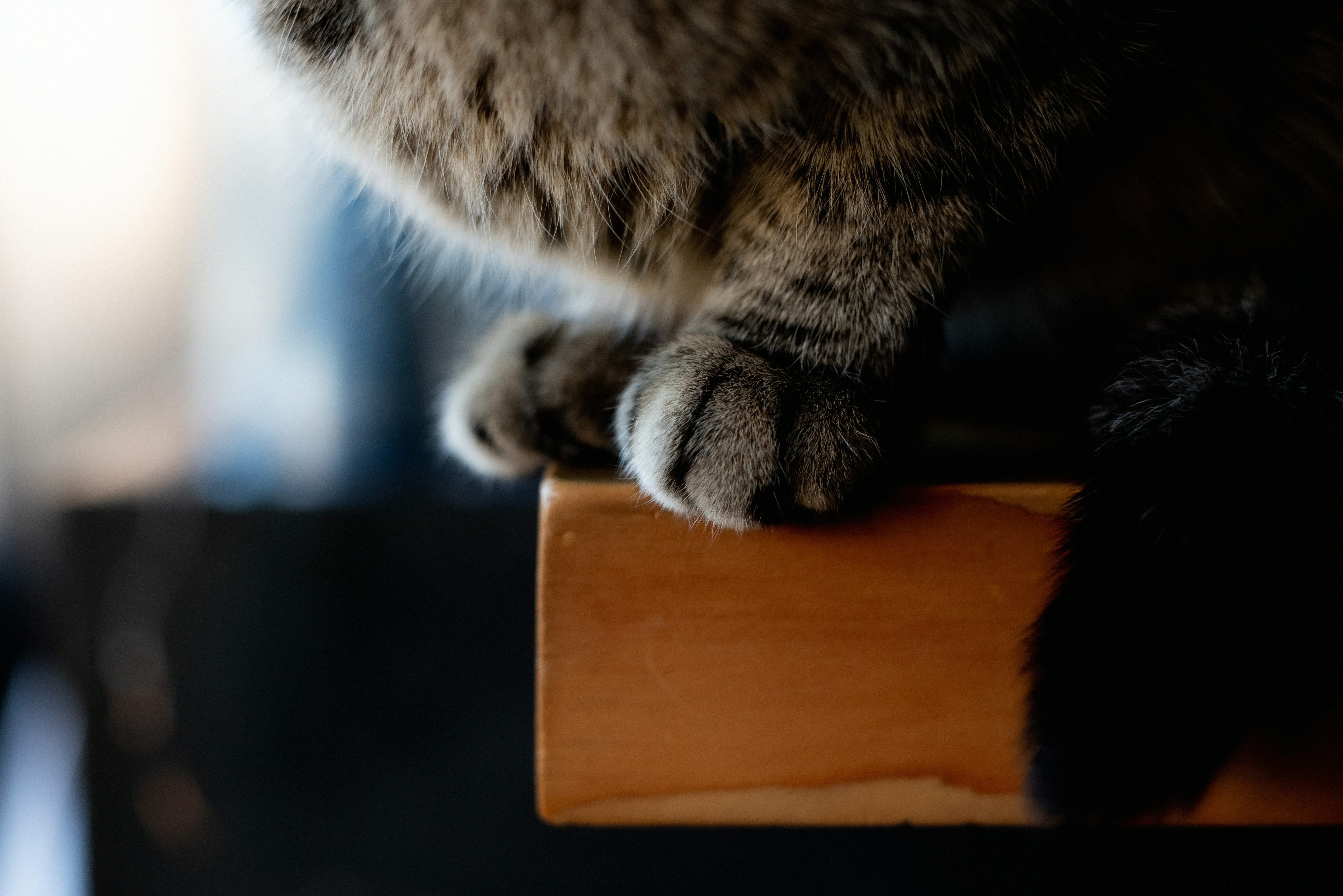 a cat sitting on top of a wooden table