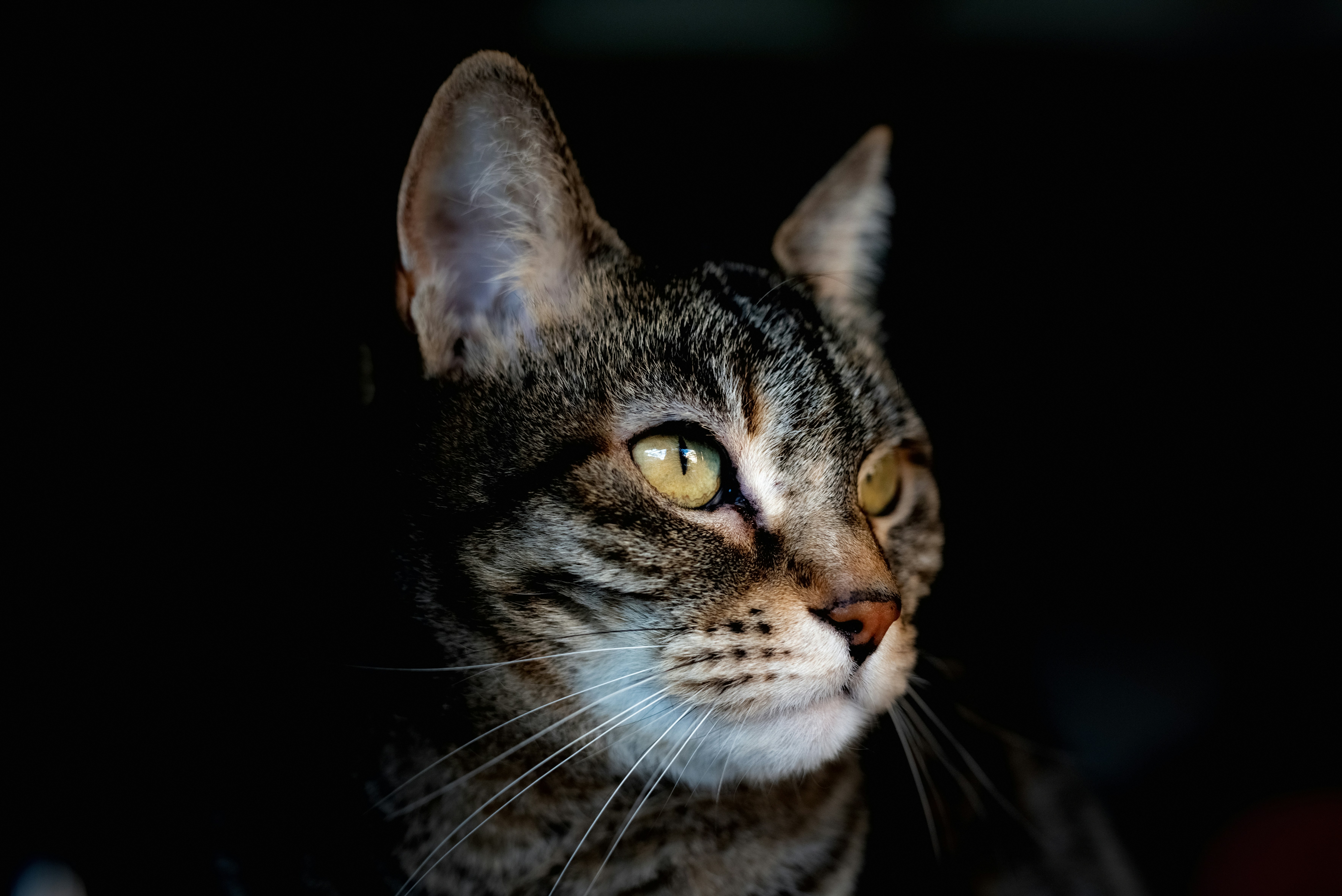 Photo by lauraadaiphoto