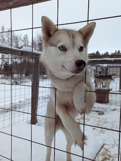 A Siberian Husky with blue eyes looks through a wire fence. The dog has grey and white fur and is positioned with its paws resting on the fence. Snow covers the ground, and there is another dog in the background, inside the enclosure. Trees and a cloudy sky are visible beyond the fence.
