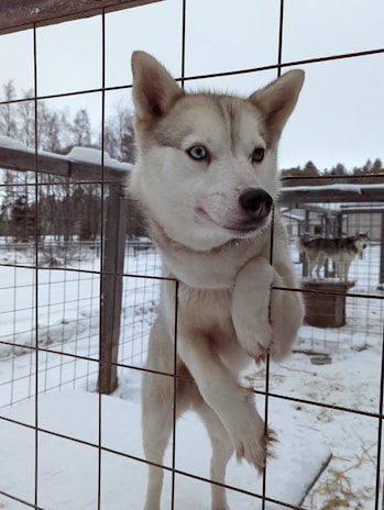 A Siberian Husky with blue eyes looks through a wire fence. The dog has grey and white fur and is positioned with its paws resting on the fence. Snow covers the ground, and there is another dog in the background, inside the enclosure. Trees and a cloudy sky are visible beyond the fence.