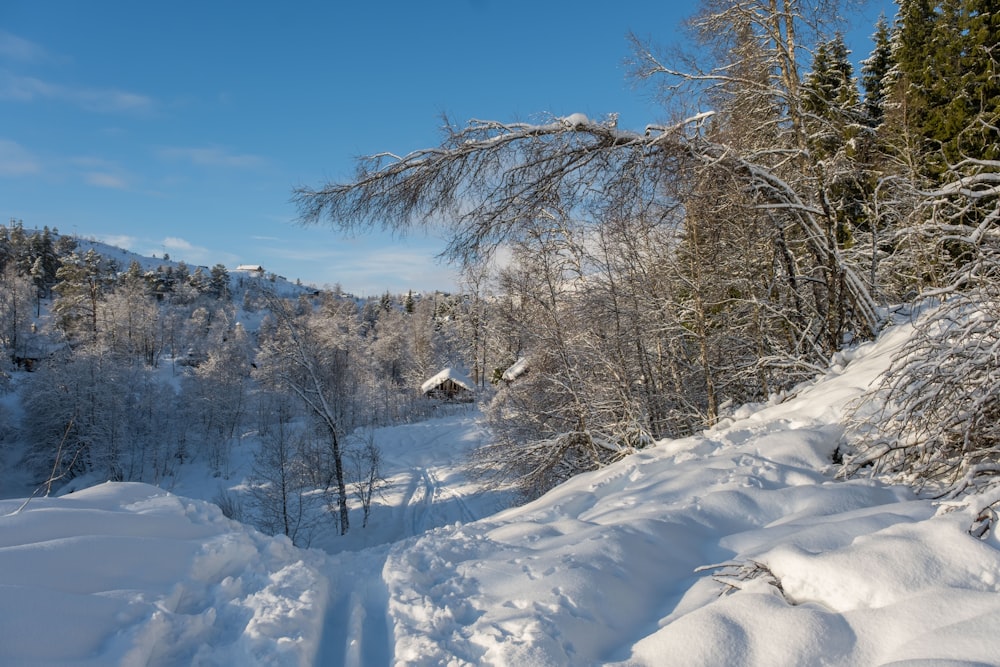 a snow covered hill with trees in the background