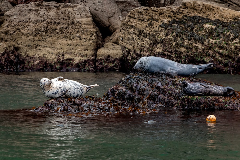 a couple of animals that are in the water