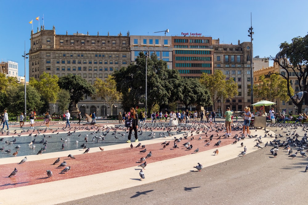 a flock of birds sitting on the side of a road