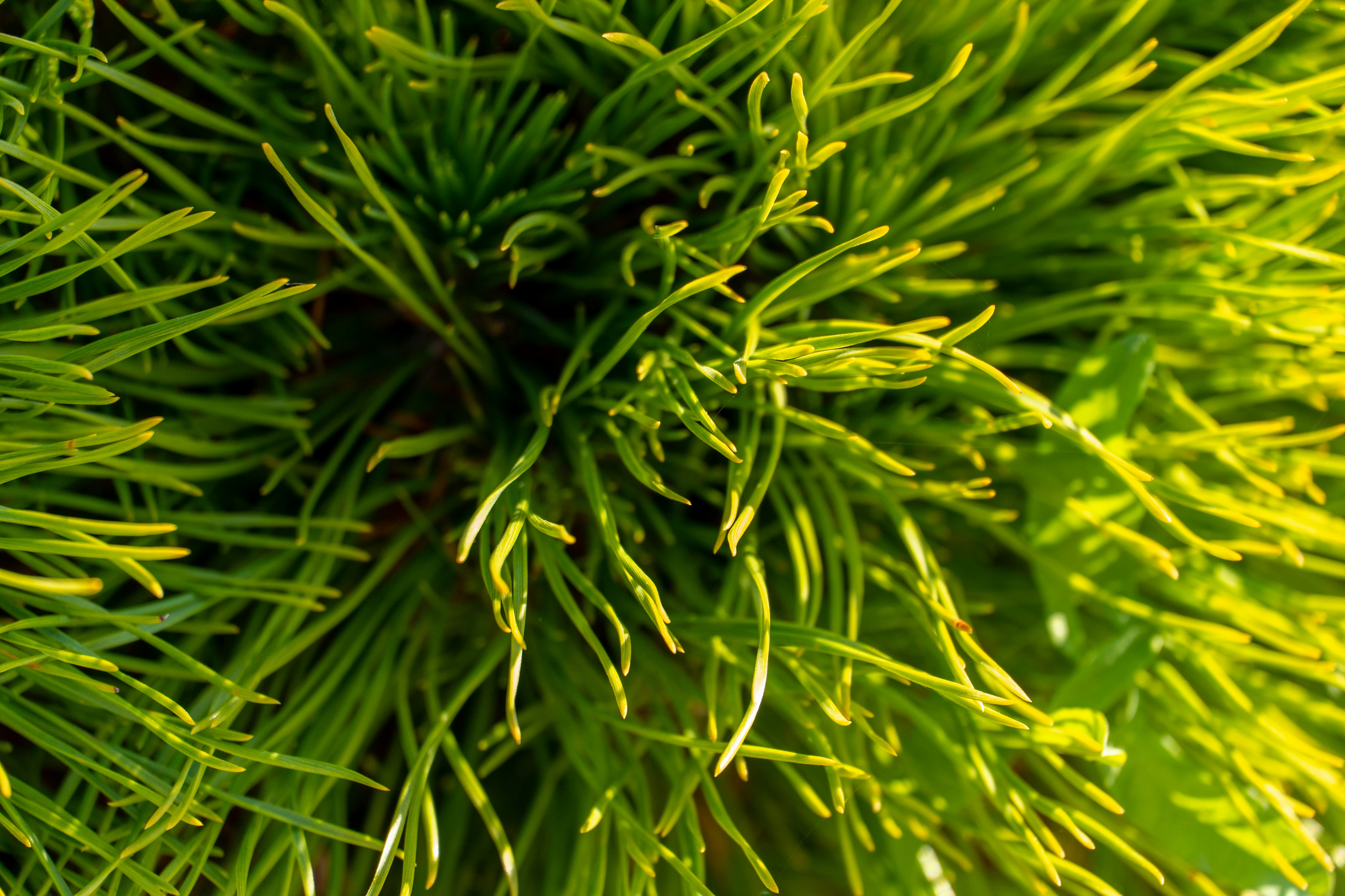 Photo by lostillusion