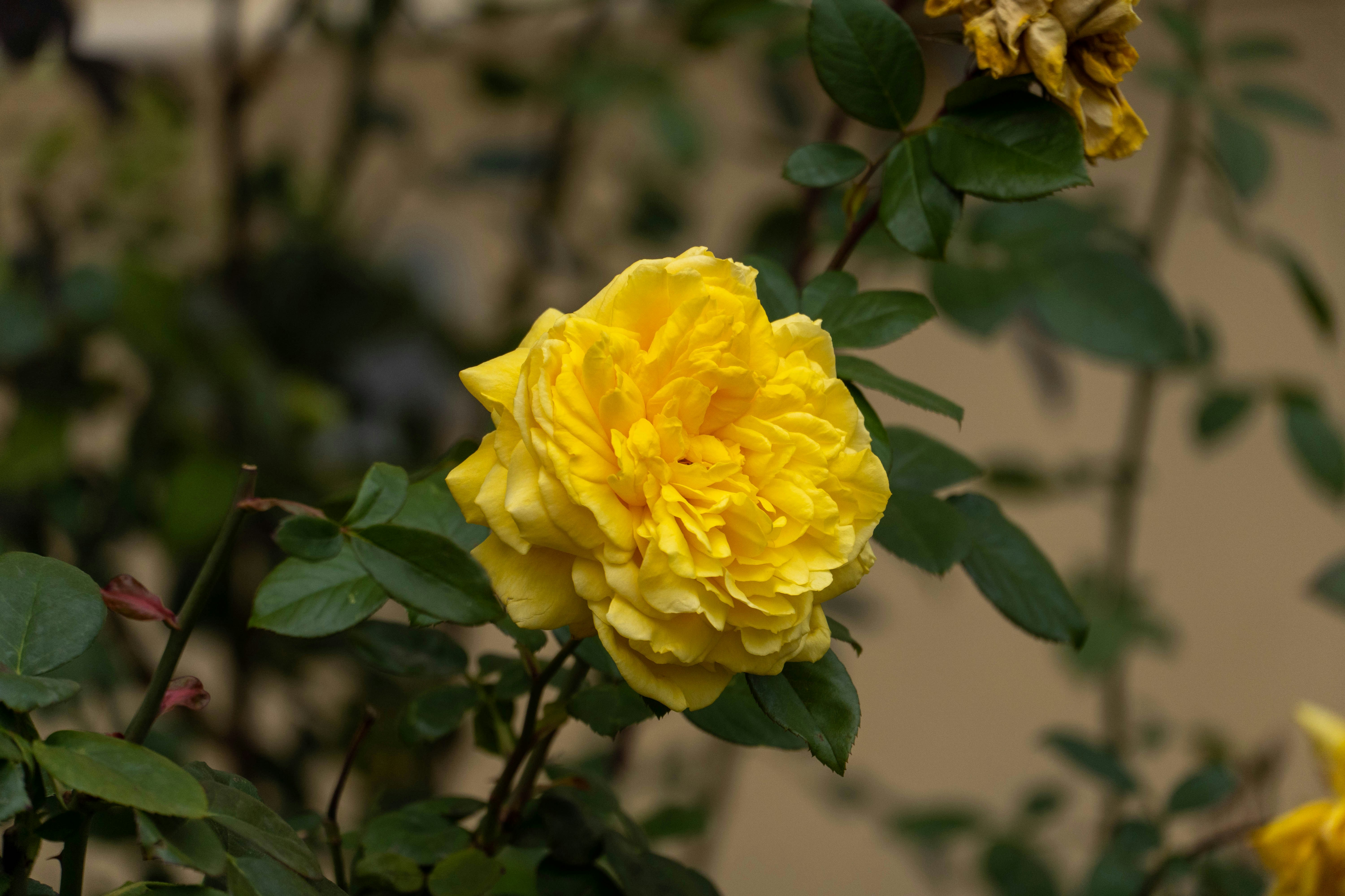 Photo by lostillusion