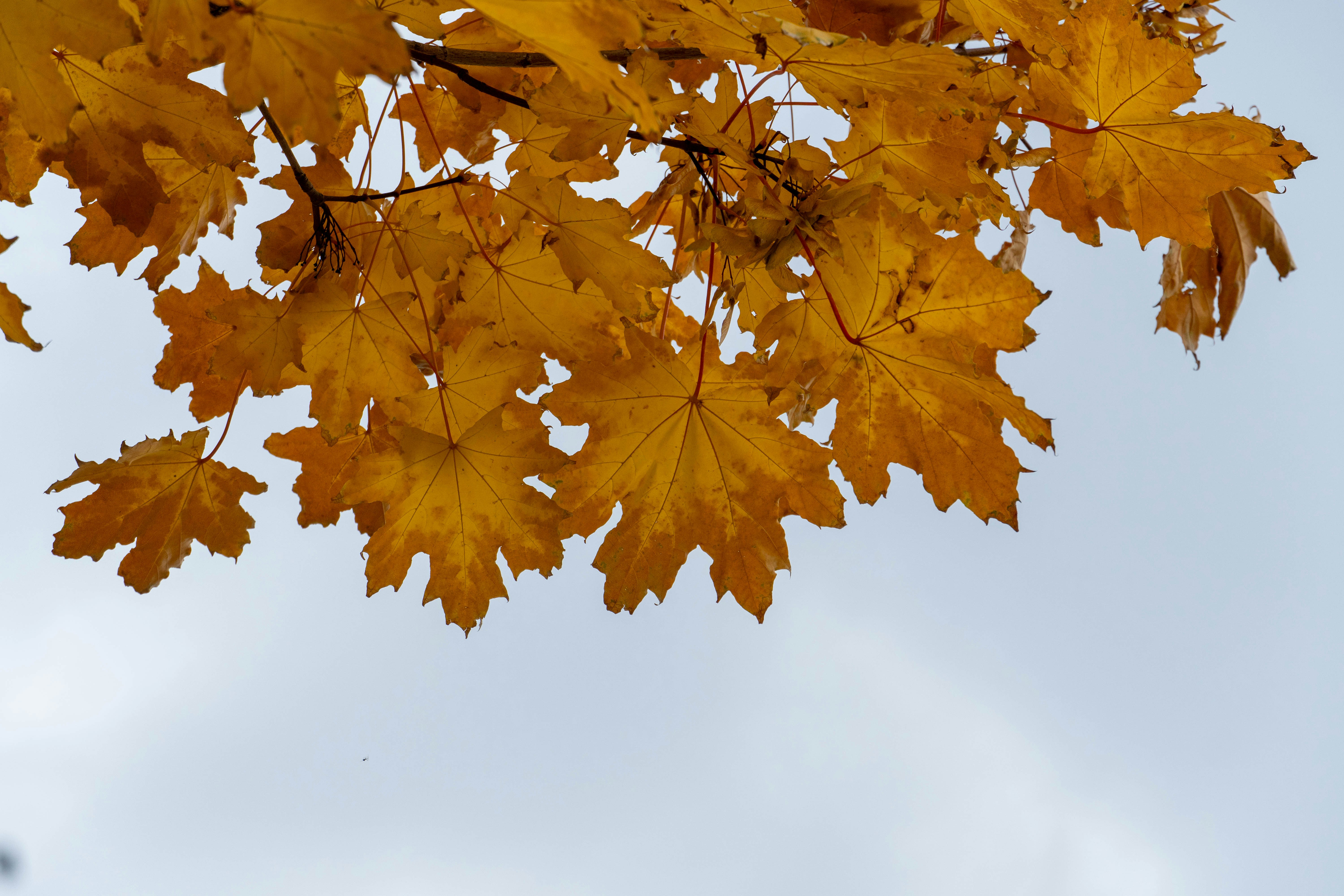 Photo by lostillusion