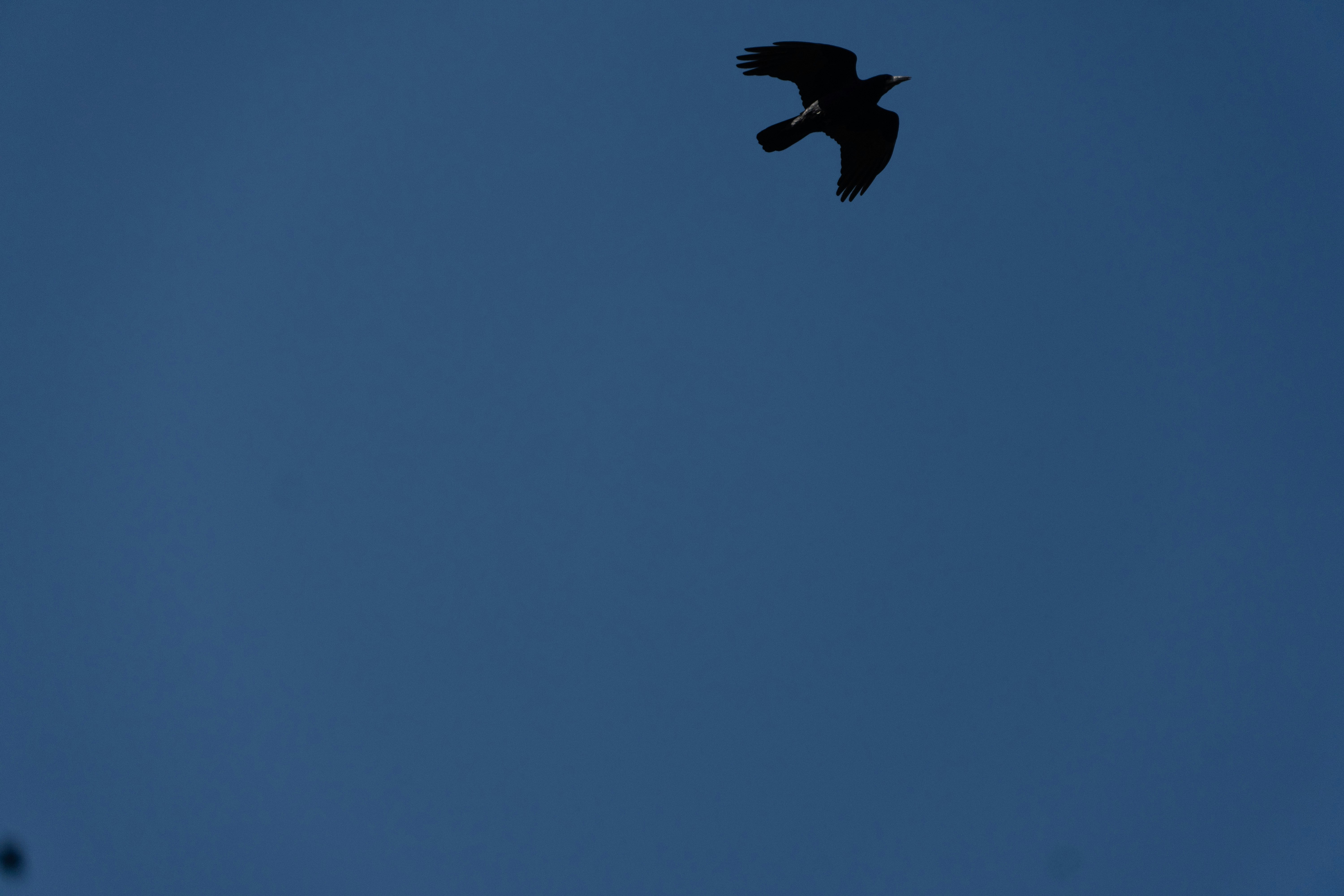 Photo by lostillusion