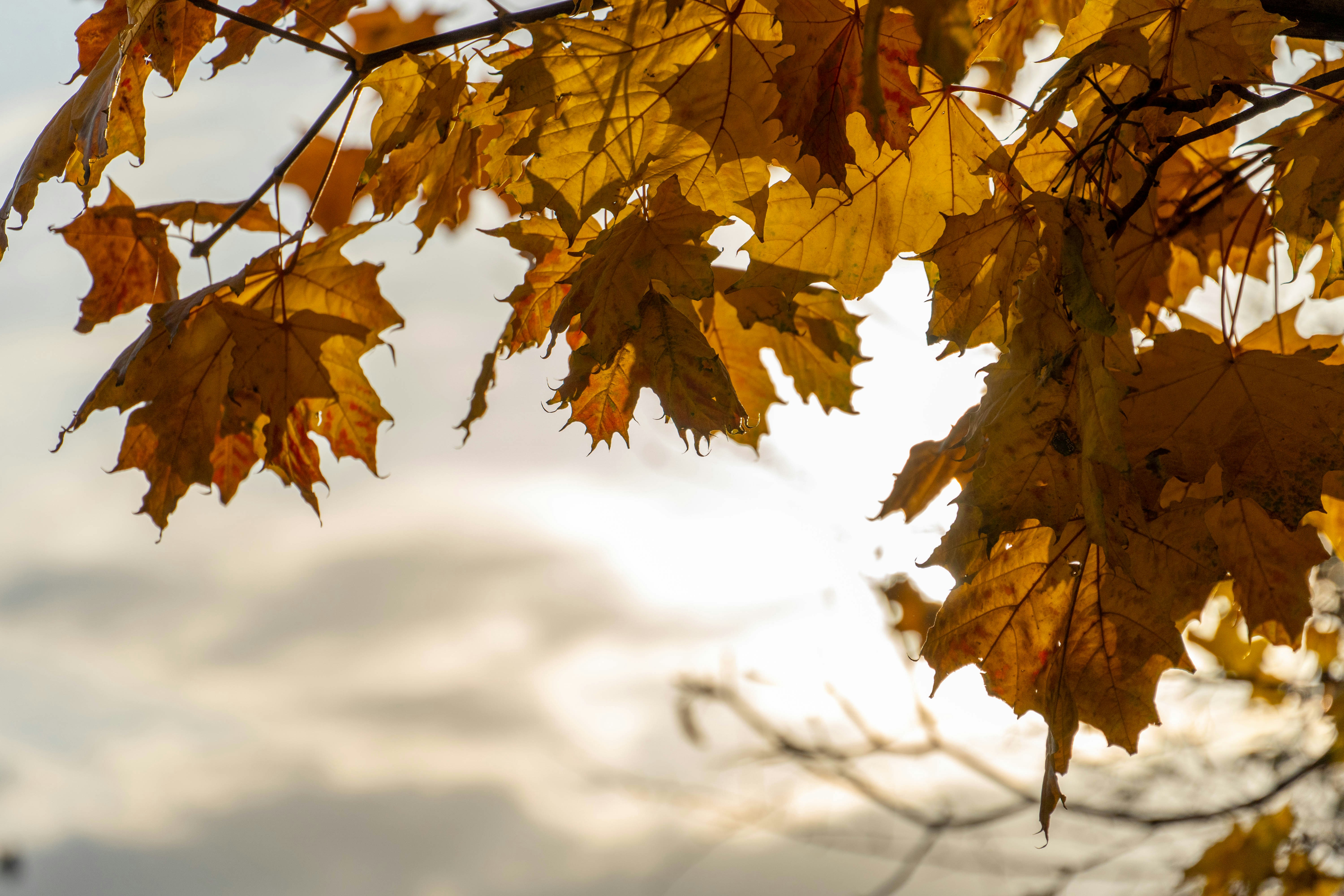 Photo by lostillusion