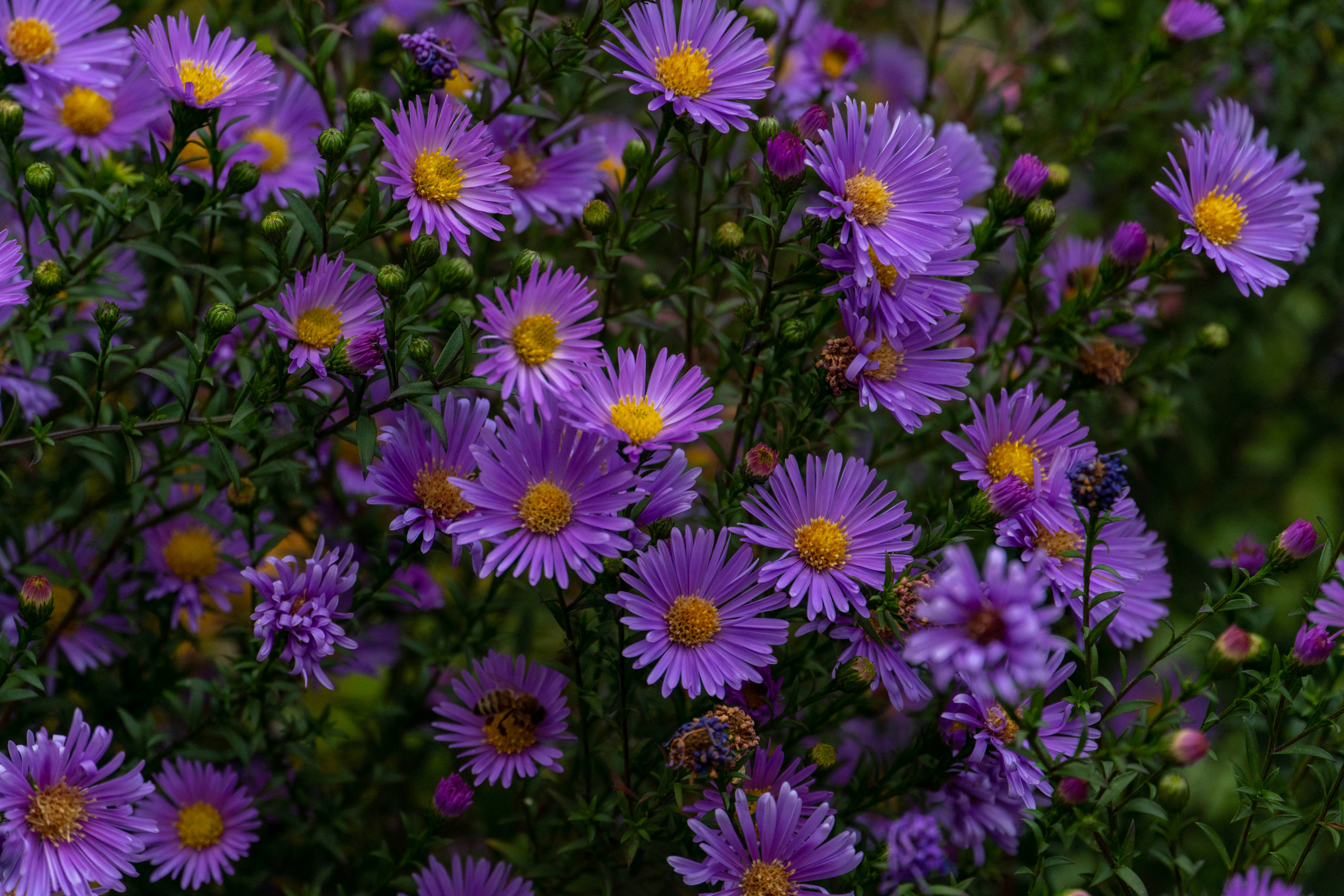 Photo by lostillusion