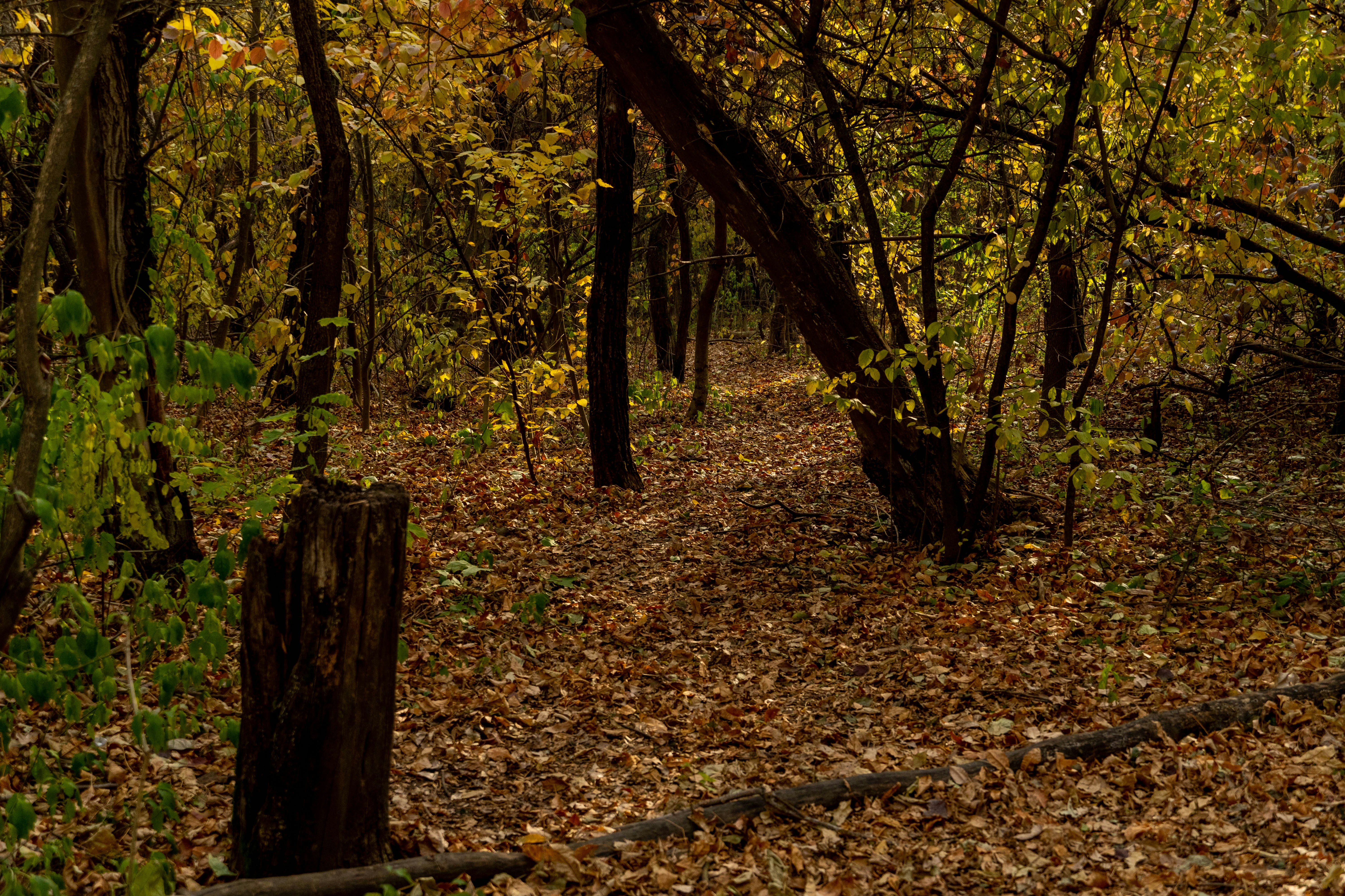 Photo by lostillusion