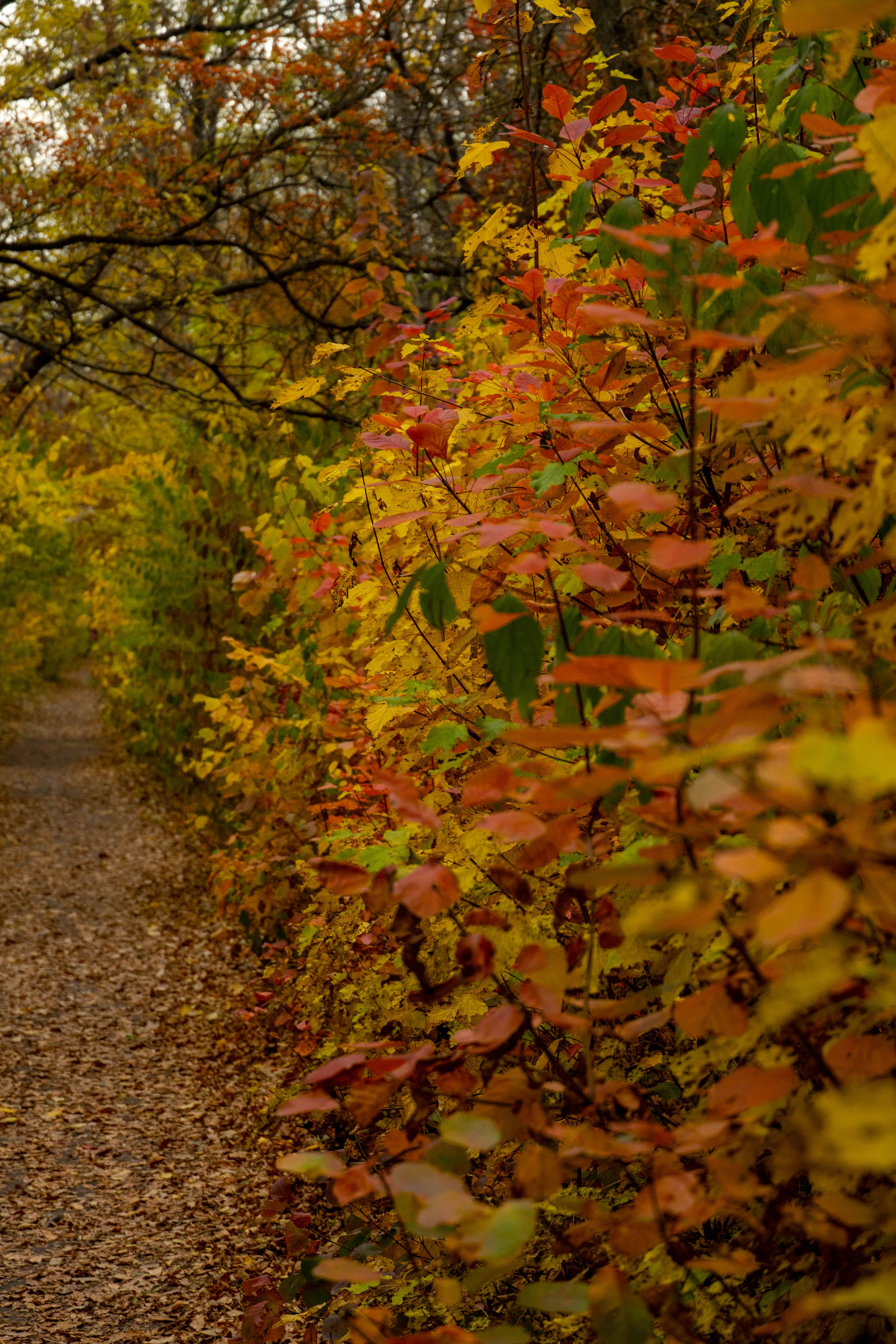 Photo by lostillusion