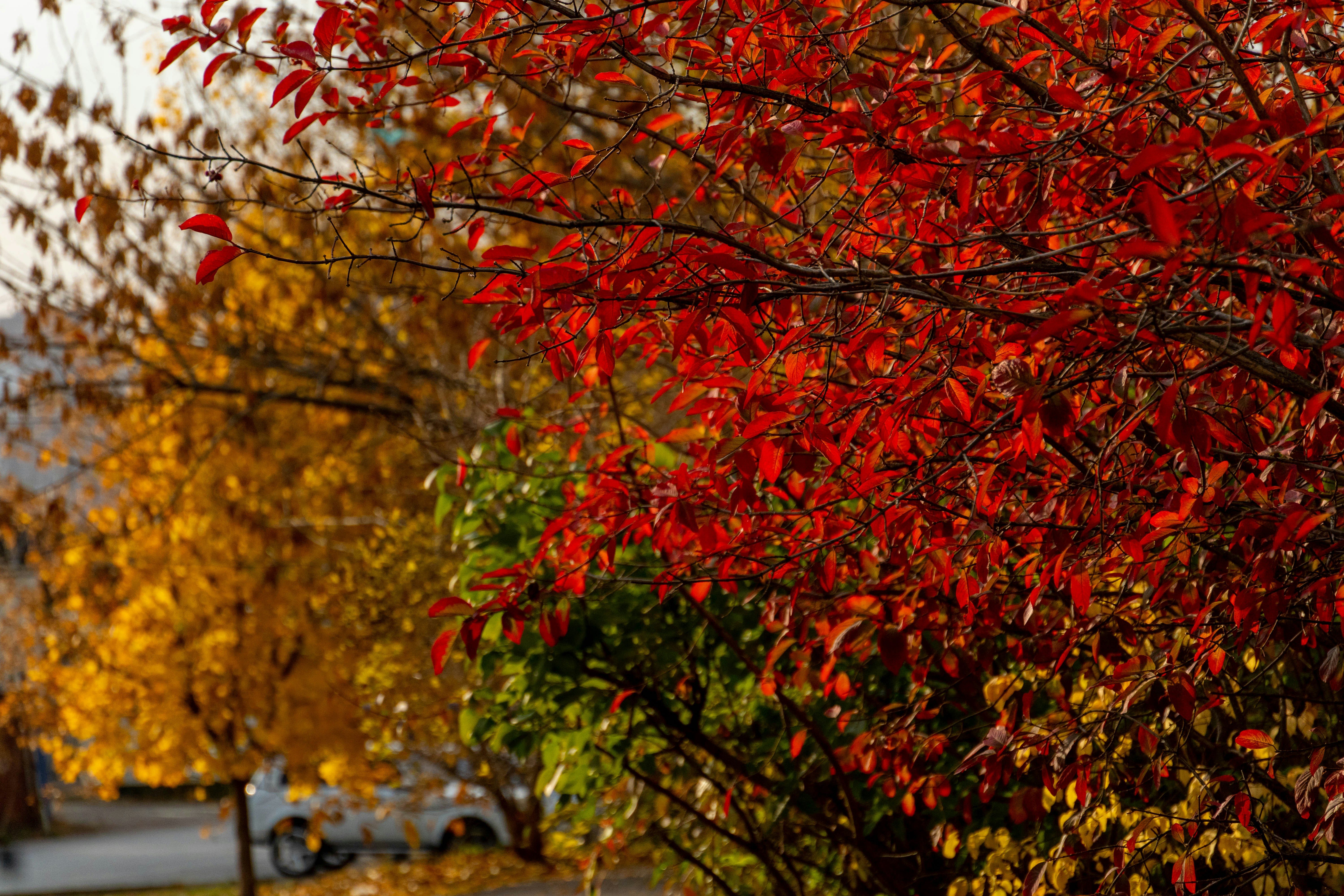 Photo by lostillusion