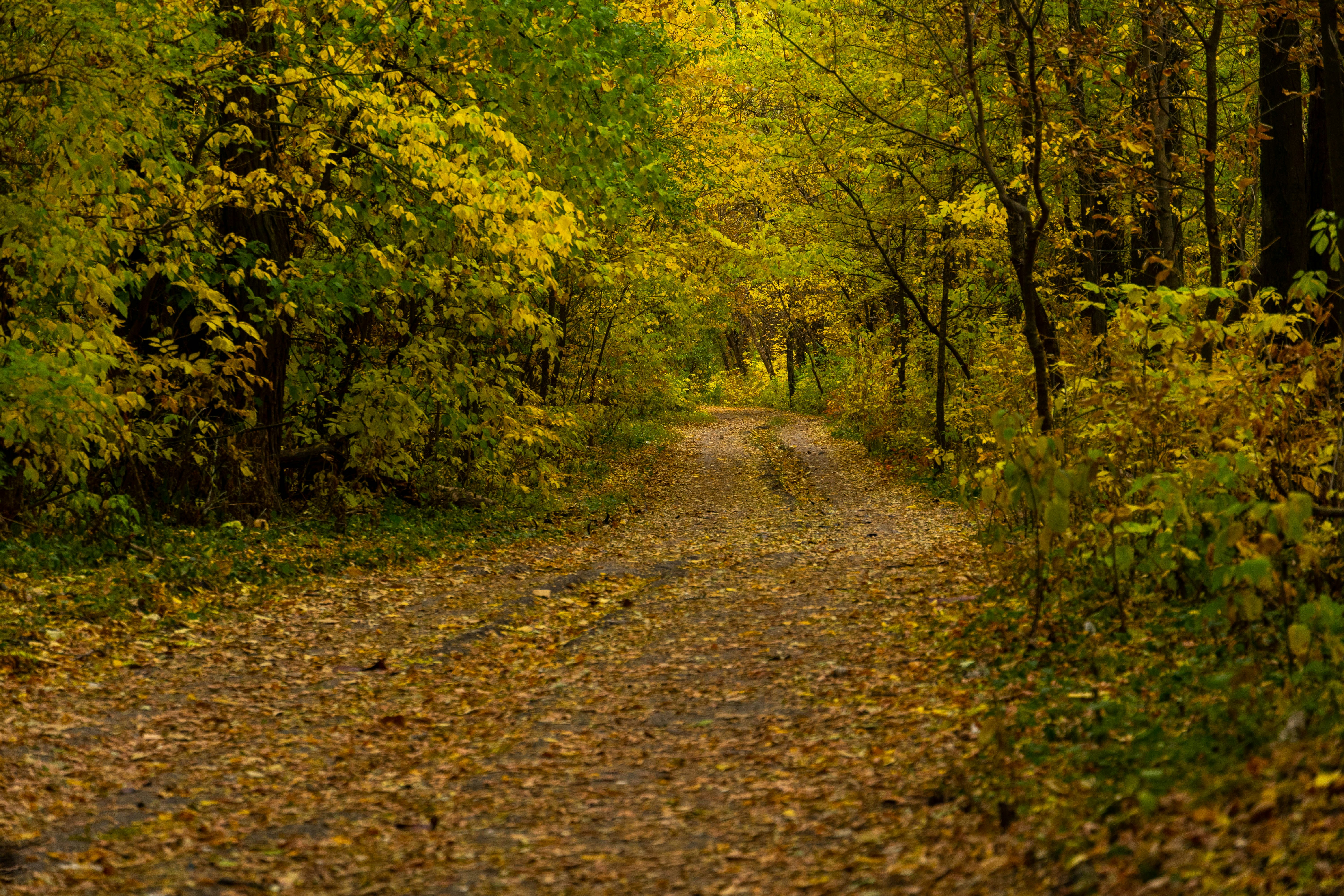 Photo by lostillusion