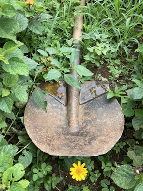 Close-up of a durable garden spade with a wooden handle.