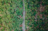 Aerial view of expansive banana fields with neat rows and irrigation systems.