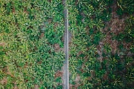 A panoramic view of the banana plantation along Kolar Arahalli Road.