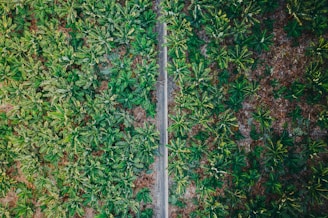 Aerial view of a lush green field with rows of banana plants on either side of a narrow path that runs through the middle. The plants are vibrant with a mix of light and dark green leaves, contrasting against the visible brown soil in between.