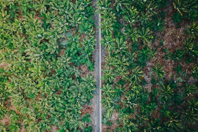 Aerial view of a lush green field with rows of banana plants on either side of a narrow path that runs through the middle. The plants are vibrant with a mix of light and dark green leaves, contrasting against the visible brown soil in between.