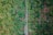 Aerial view of a lush green field with rows of banana plants on either side of a narrow path that runs through the middle. The plants are vibrant with a mix of light and dark green leaves, contrasting against the visible brown soil in between.