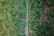 Aerial view of a lush green field with rows of banana plants on either side of a narrow path that runs through the middle. The plants are vibrant with a mix of light and dark green leaves, contrasting against the visible brown soil in between.