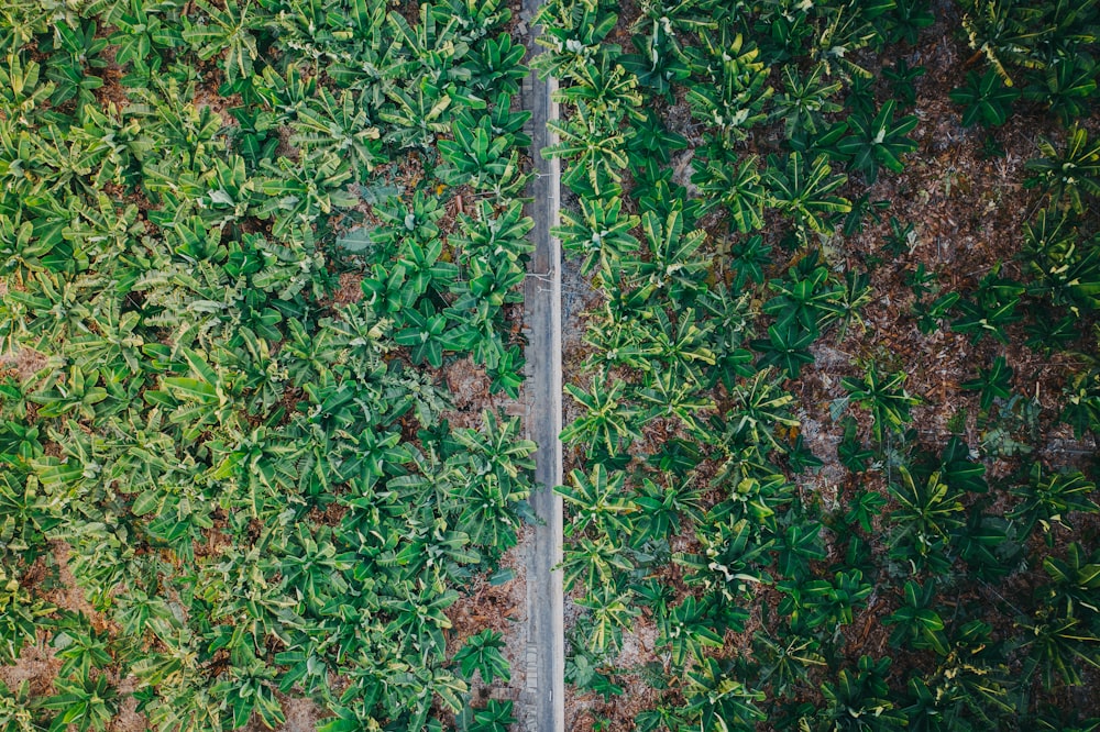 an aerial view of a road surrounded by trees