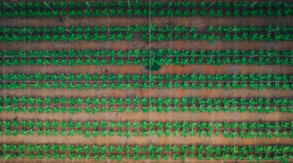 an aerial view of a farm field with rows of green plants