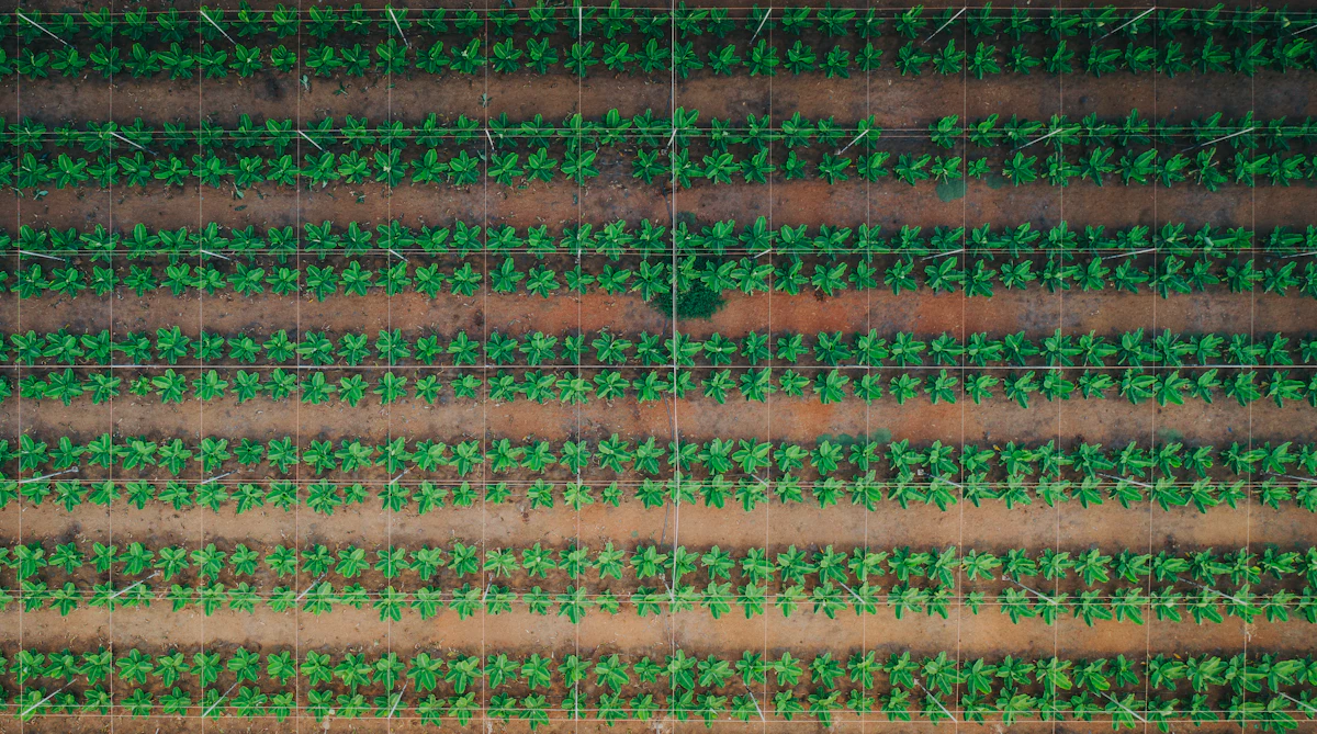 Sensors deployed across green farm plots