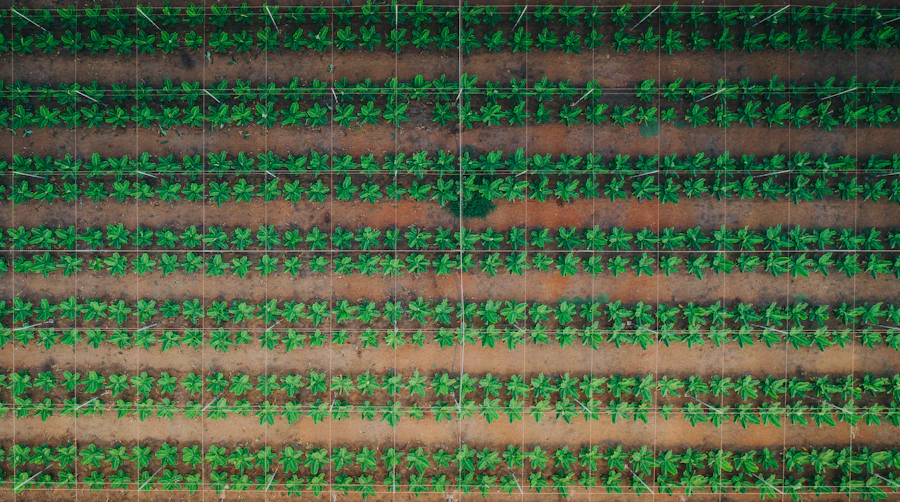 Rows of a banana plantation seen from directly above