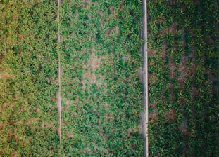 aerial view of green grass and a road