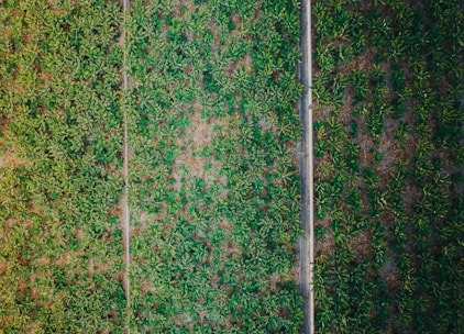 aerial view of green grass and a road