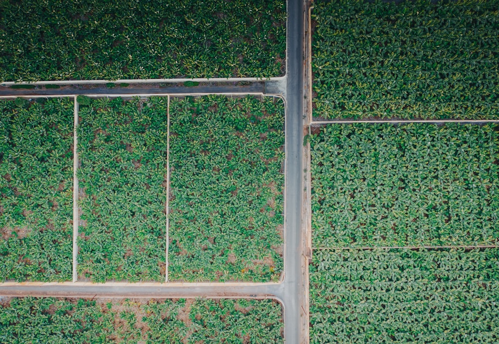 an aerial view of a road surrounded by green plants