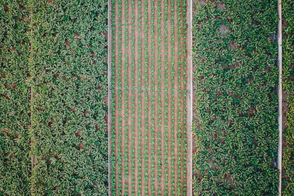 an aerial view of a row of green plants