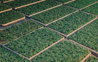 rows of green plants in wooden trays