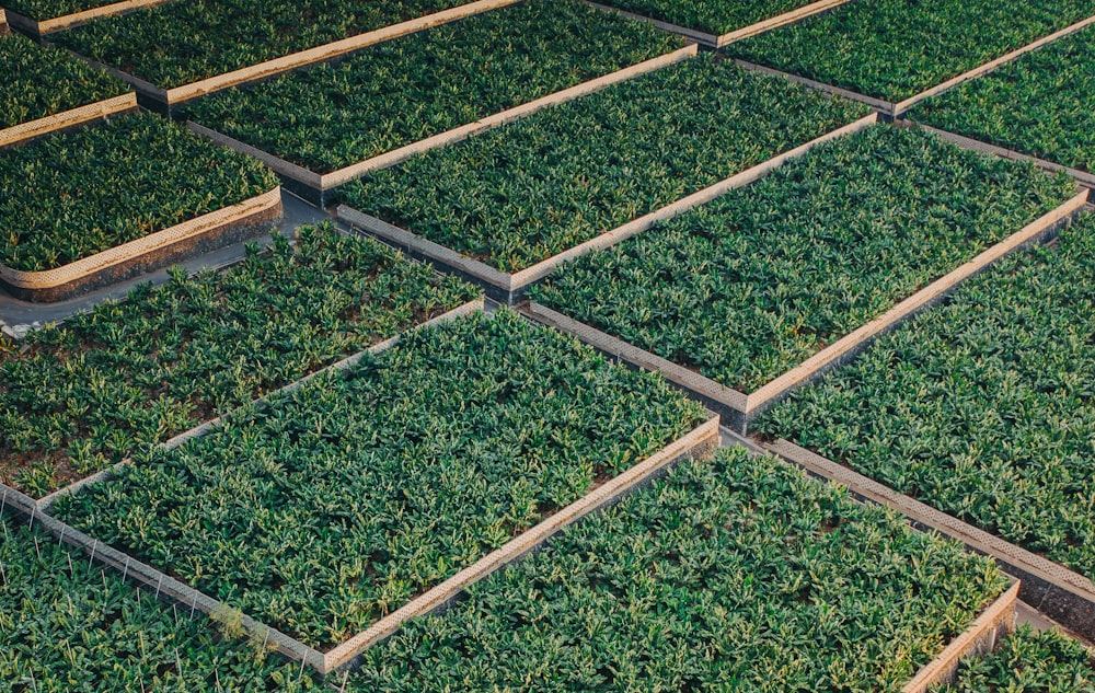 rows of green plants in wooden trays