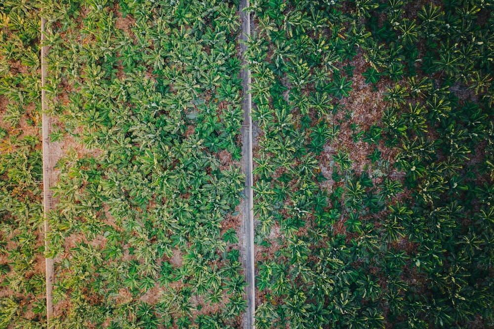 aerial view of a road surrounded by green plants
