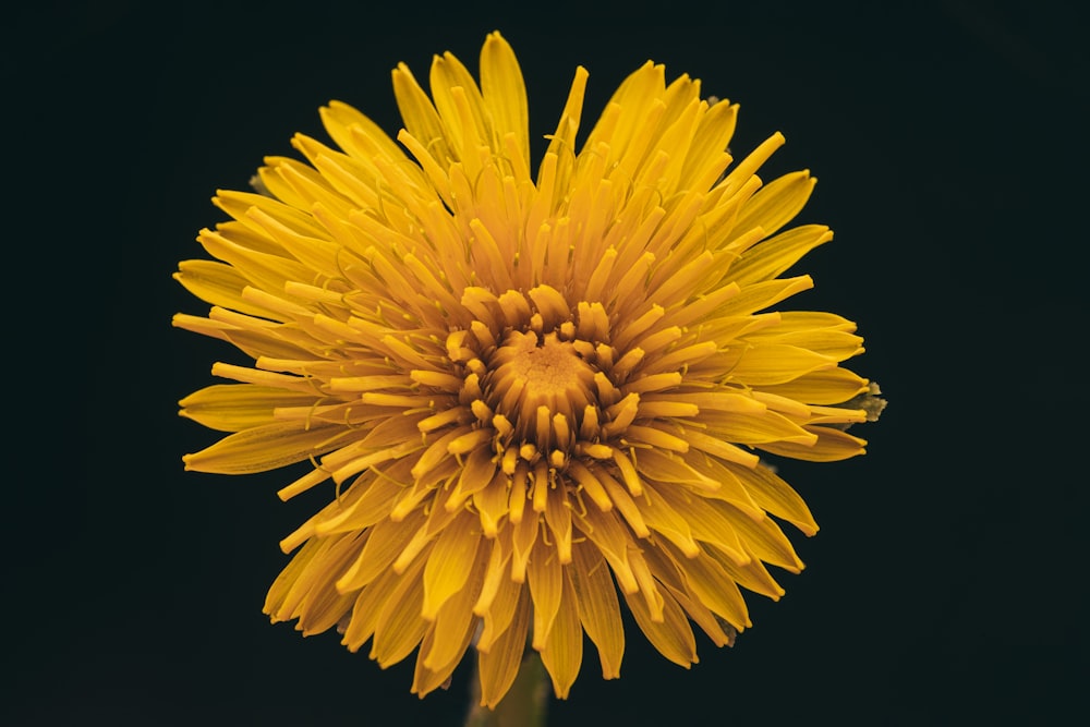 a close up of a yellow flower on a black background