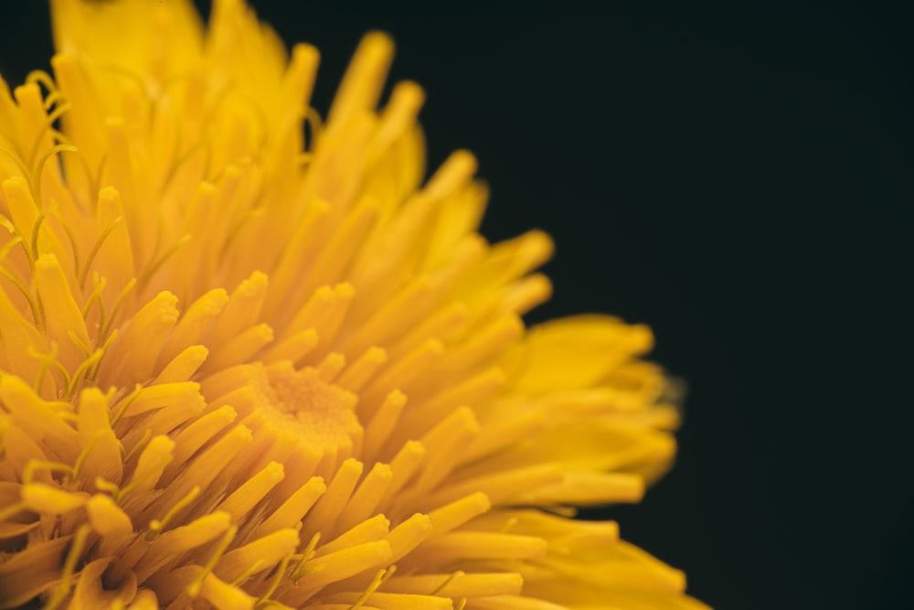 a close up of a yellow flower on a black background