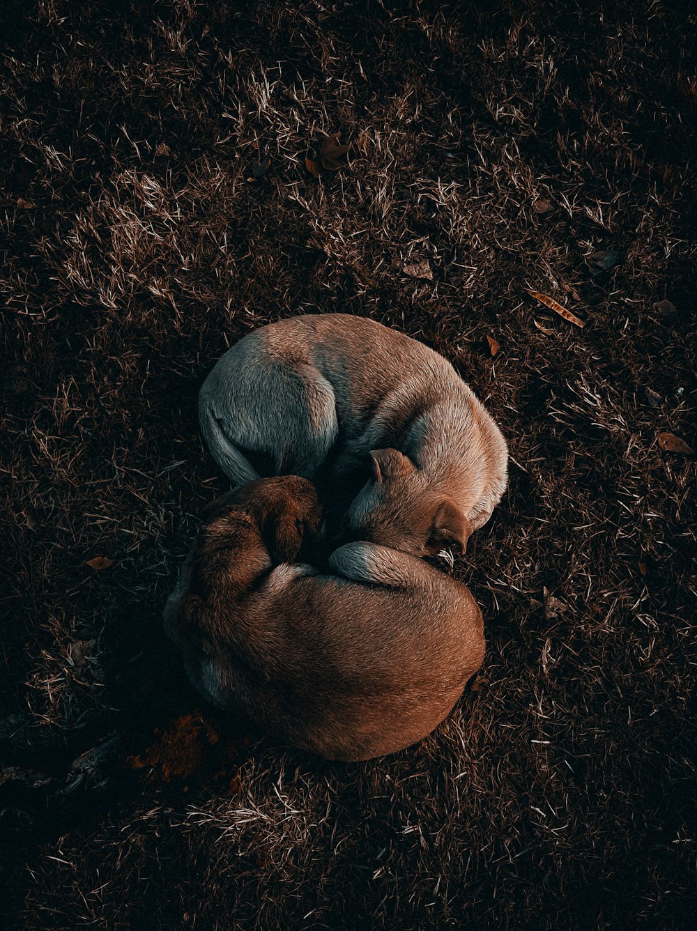 a dog curled up sleeping on the ground