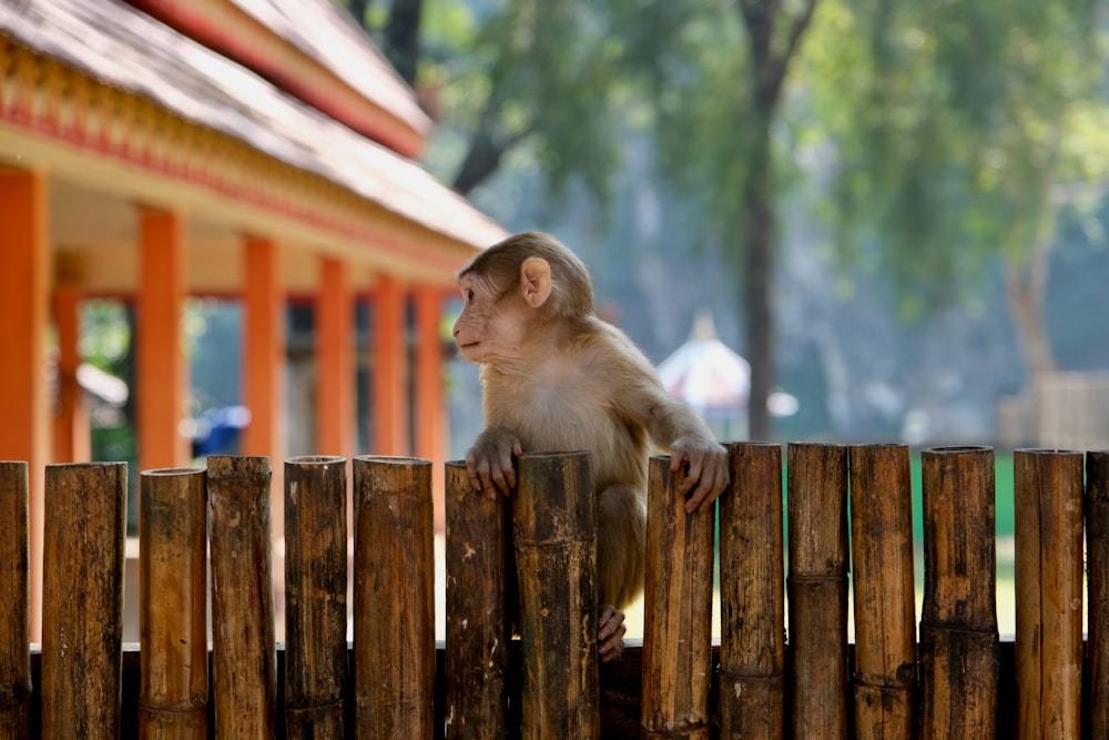 a monkey sitting on top of a wooden fence