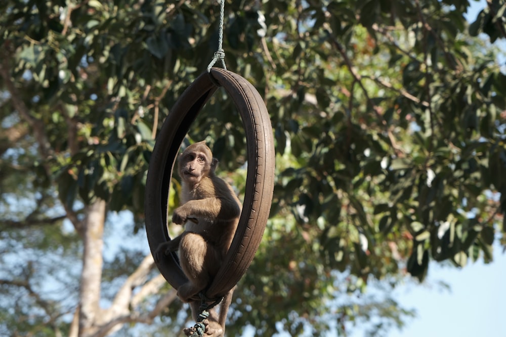 a monkey sitting on a tire hanging from a tree