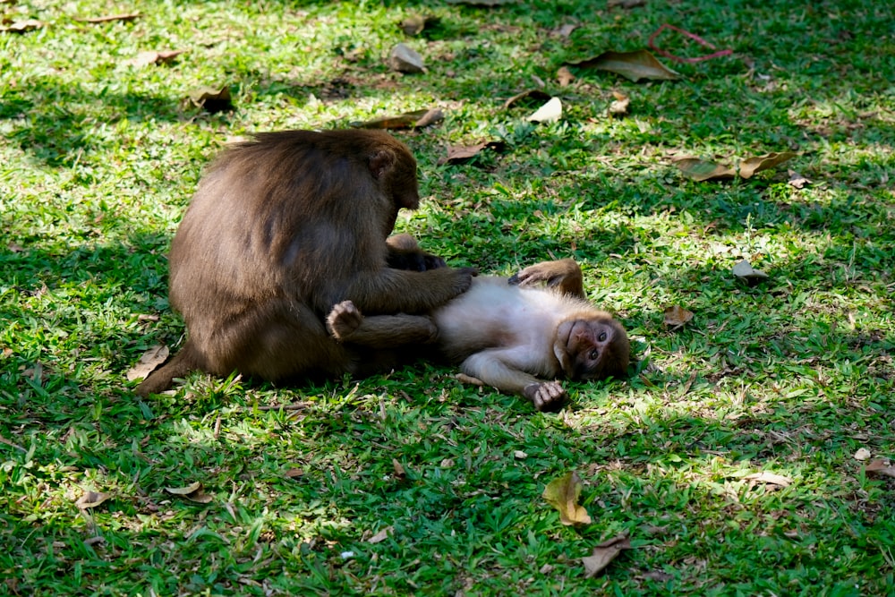 a monkey rolling around on the ground in the grass