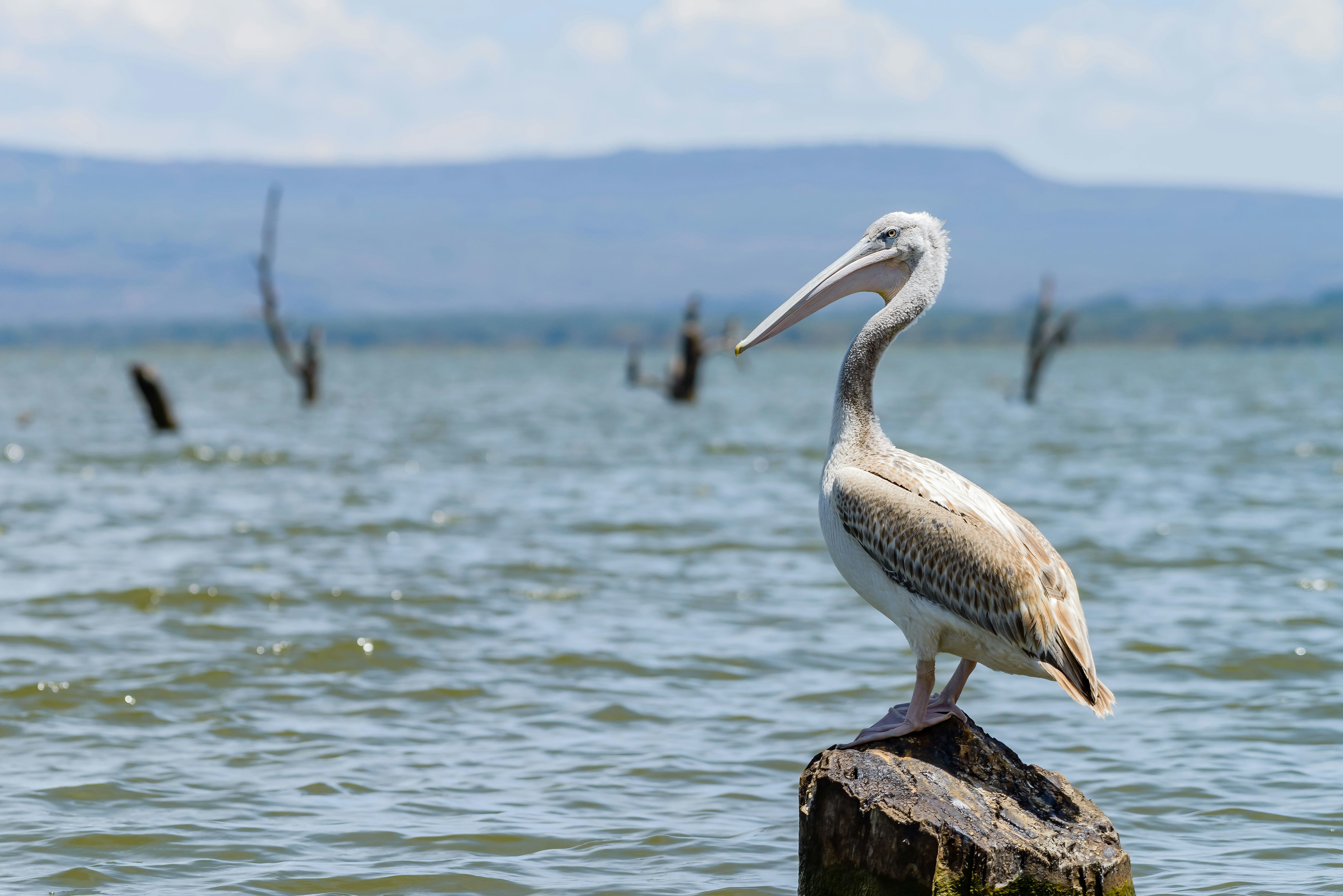 Pelican