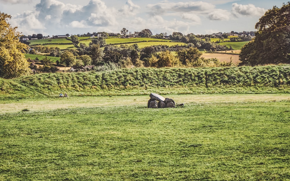 a horse laying in the middle of a field