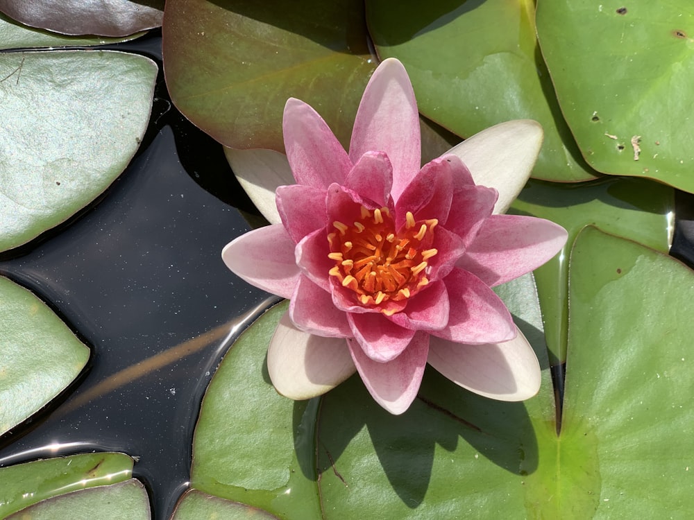 a pink water lily in a pond surrounded by lily pads
