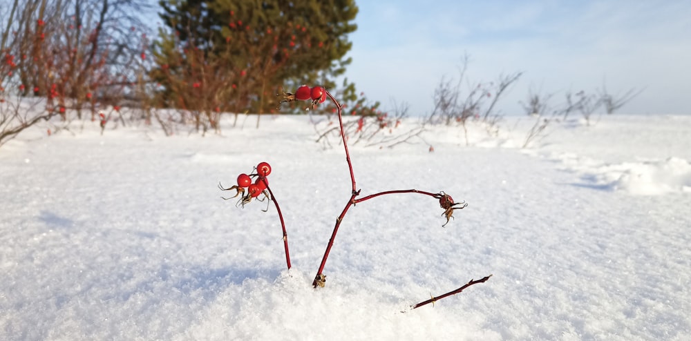 a small red plant sprouts out of the snow